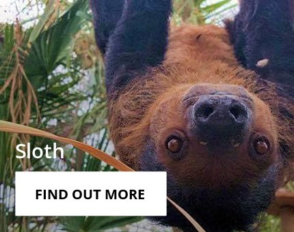 Animals and Plants - Linnaeus’s Two-Toed Sloth at Woodside Wildlife Park