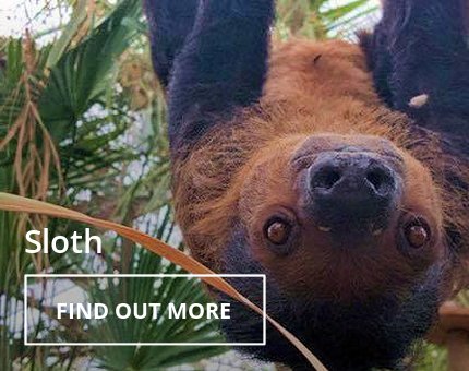 Animals and Plants - Linnaeus’s Two-Toed Sloth at Woodside Wildlife Park