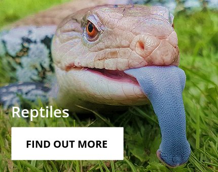 Animals and Plants - Reptiles at Woodside Wildlife Park