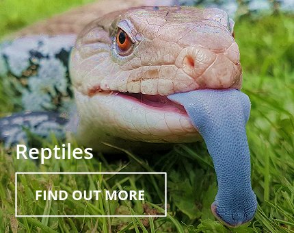 Animals and Plants - Reptiles at Woodside Wildlife Park