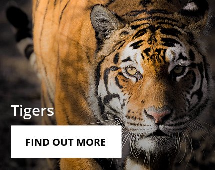 Animals and Plants - Sumatran tiger at Woodside Wildlife Park