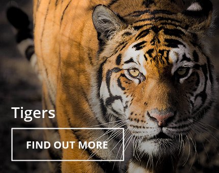 Animals and Plants - Sumatran tiger at Woodside Wildlife Park