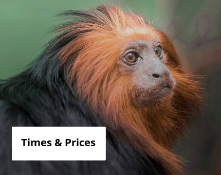 Plan Your Visit to Woodside Wildlife Park - Times and Prices 