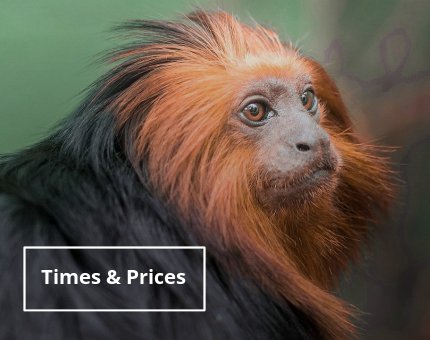 Plan Your Visit to Woodside Wildlife Park - Times and Prices 