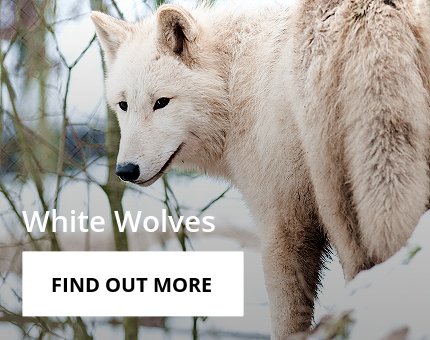 Animals and Plants - Hudson Bay wolf at Woodside Wildlife Park