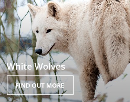 Animals and Plants - Hudson Bay wolf at Woodside Wildlife Park