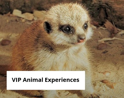 Gifts and Experiences at Woodside Wildlife Park -  VIP Animal Experiences