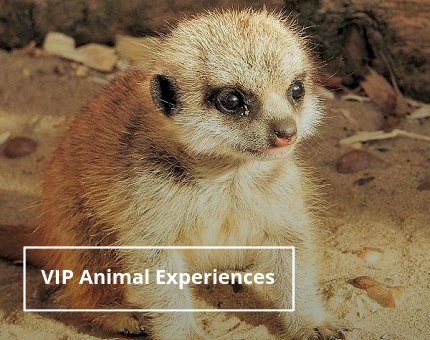 Gifts and Experiences at Woodside Wildlife Park -  VIP Animal Experiences