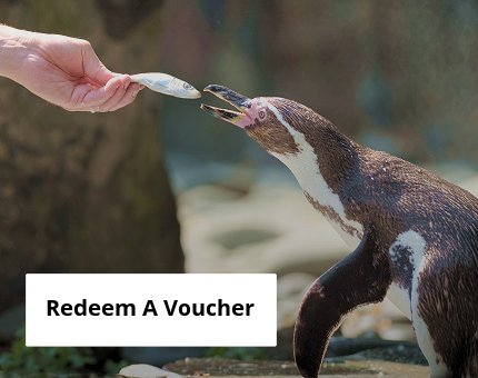 Gifts and Experiences at Woodside Wildlife Park -  Animal Experience Gift Vouchers