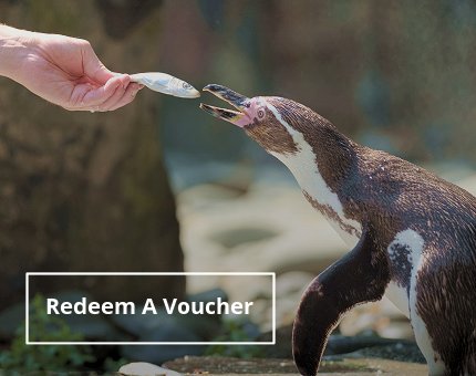 Gifts and Experiences at Woodside Wildlife Park -  Animal Experience Gift Vouchers