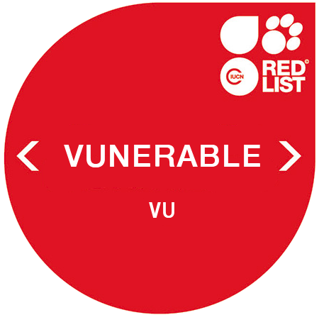 Humboldt Penguins at Lincolnshire wildlife Park - IUCN Red List - Vunerable