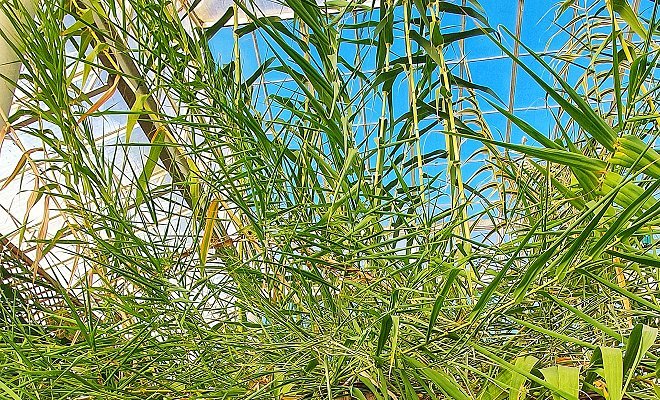 Endeavour Build at Woodside Wildlife Park - Invasive Species in New Zealand