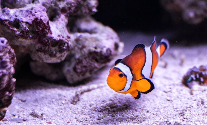 Endeavour Build at Woodside Wildlife Park - Plastics in Oceans and Coral Bleaching