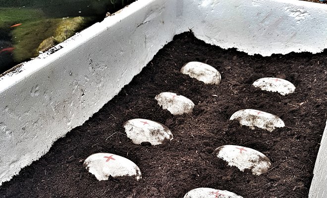 Endeavour Build at Woodside Wildlife Park - Breeding Programme
