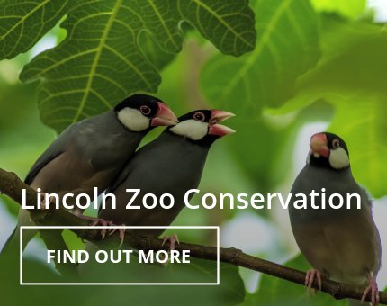 Wildlife Conservation at Woodside Wildlife Park 