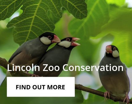 Wildlife Conservation at Woodside Wildlife Park 